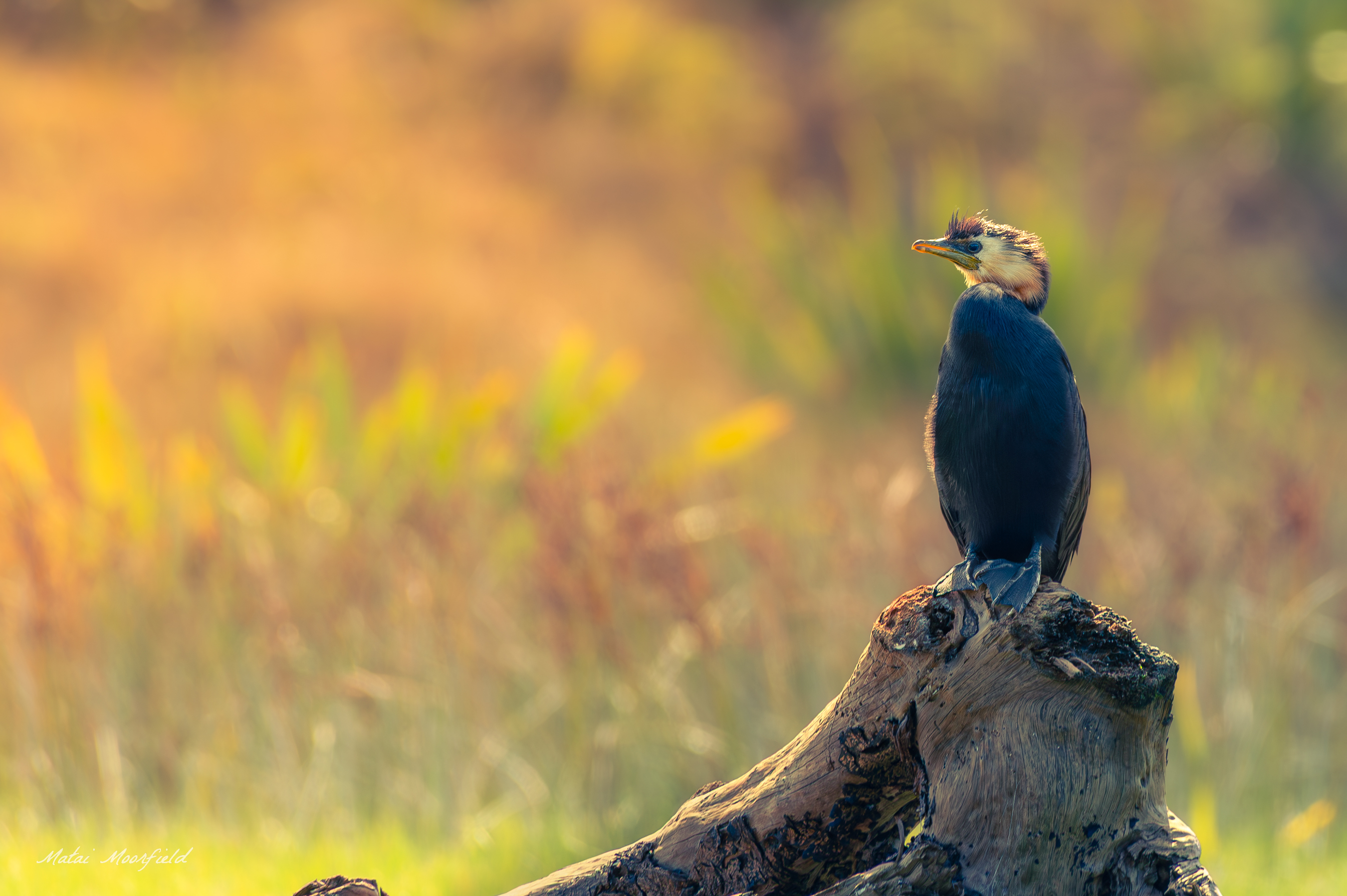Little Pied Shag perched on a branch Little Pied Shag perched on a branch
